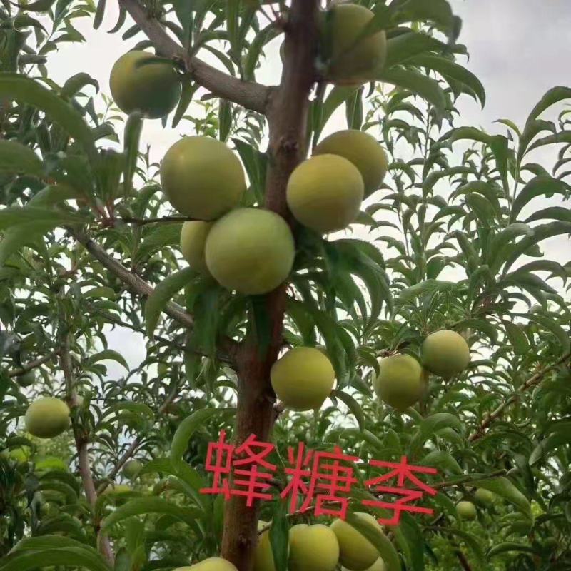 优质李子苗蜂糖李苗基地直供包存活死苗补发欢迎来电