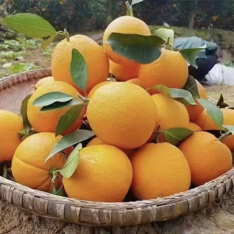 正宗赣南脐橙一件代发