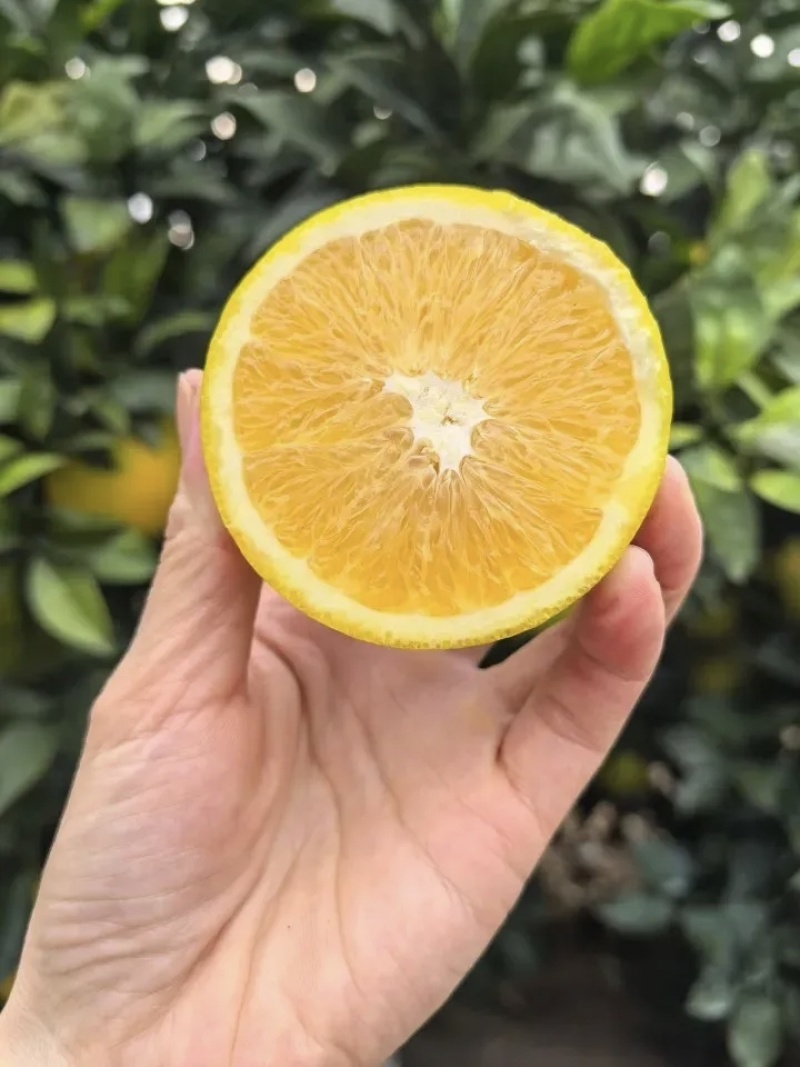 正宗赣南脐橙一件代发