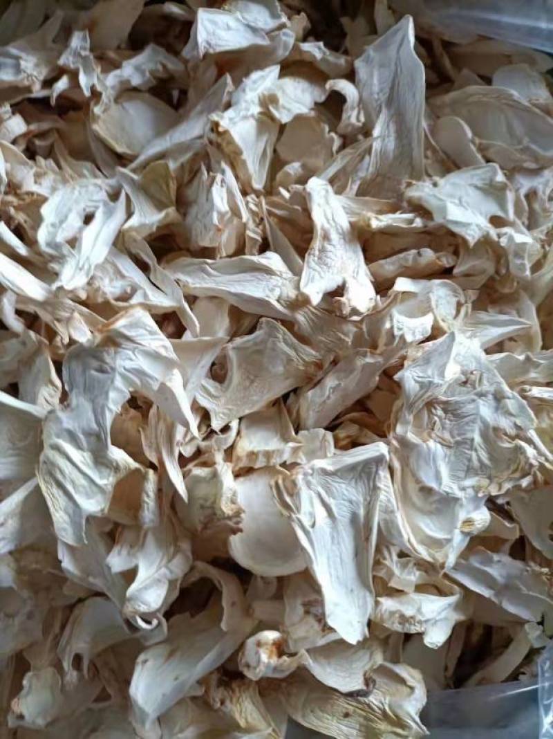 杏鲍菇片根片