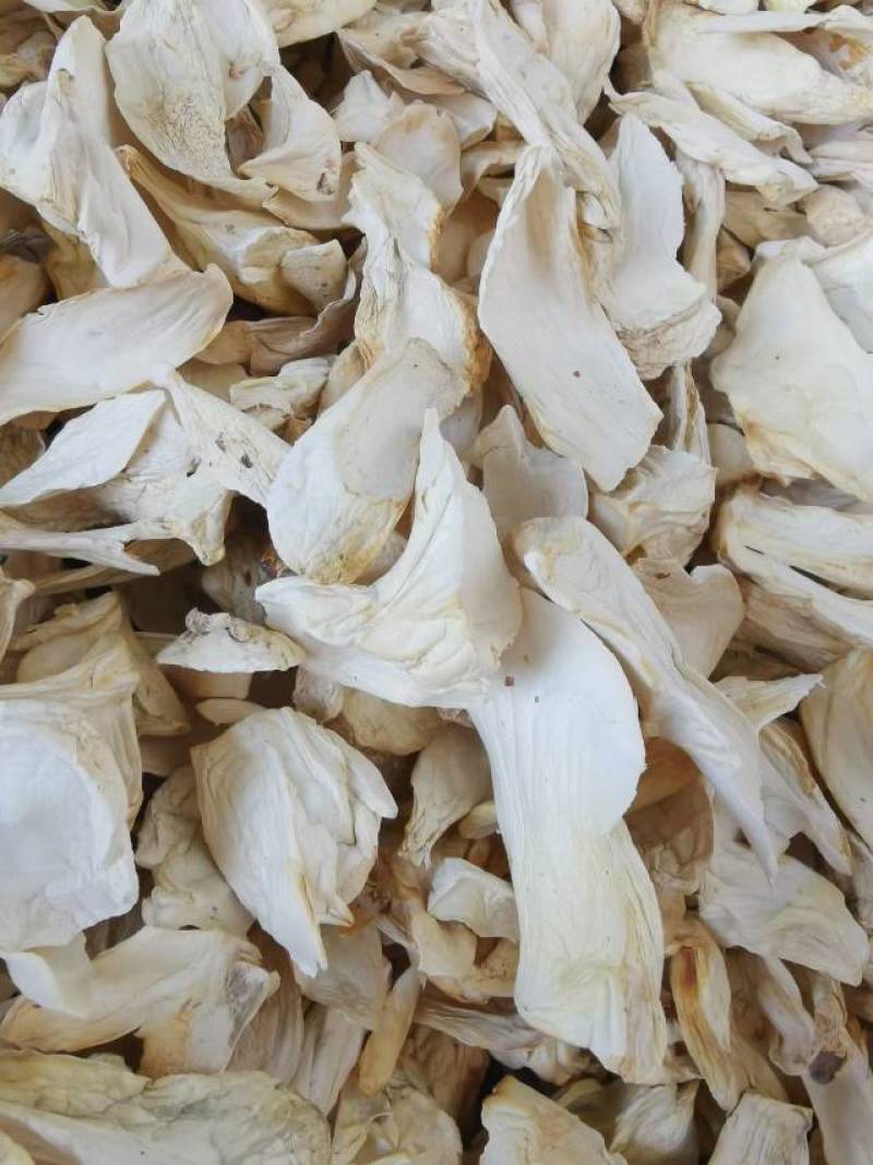 杏鲍菇片根片