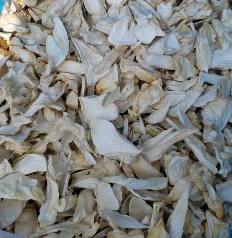 杏鲍菇片根片