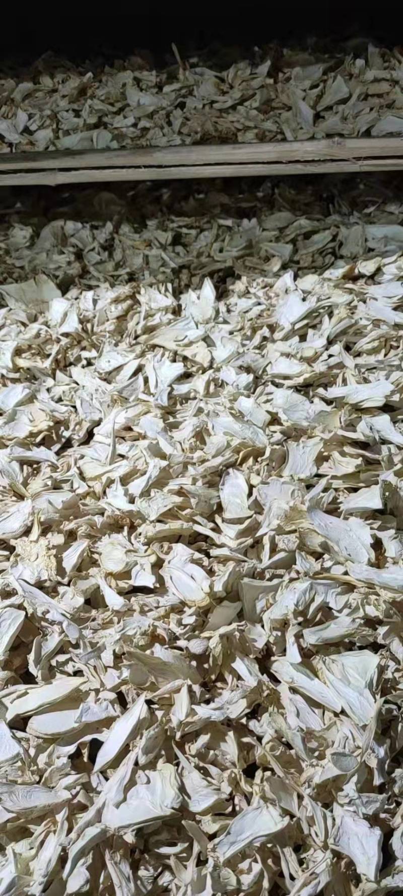杏鲍菇片根片