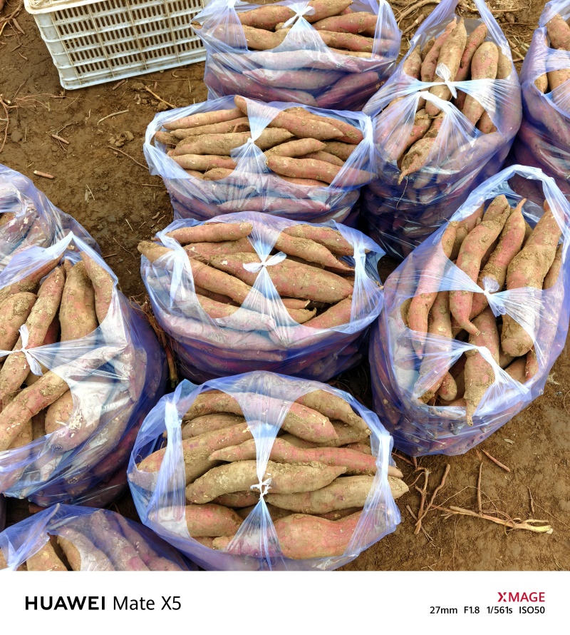 秦薯五号原种扩繁色红条直百亩方田量大