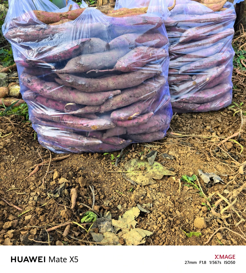 秦薯五号原种扩繁色红条直百亩方田量大