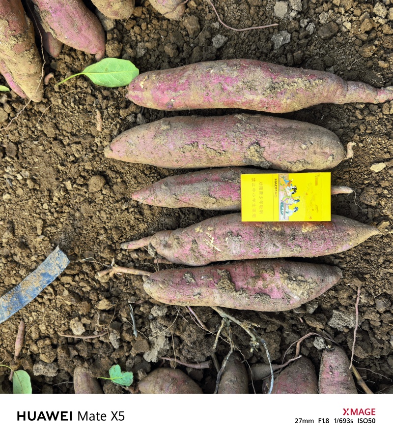 秦薯五号原种扩繁色红条直百亩方田量大