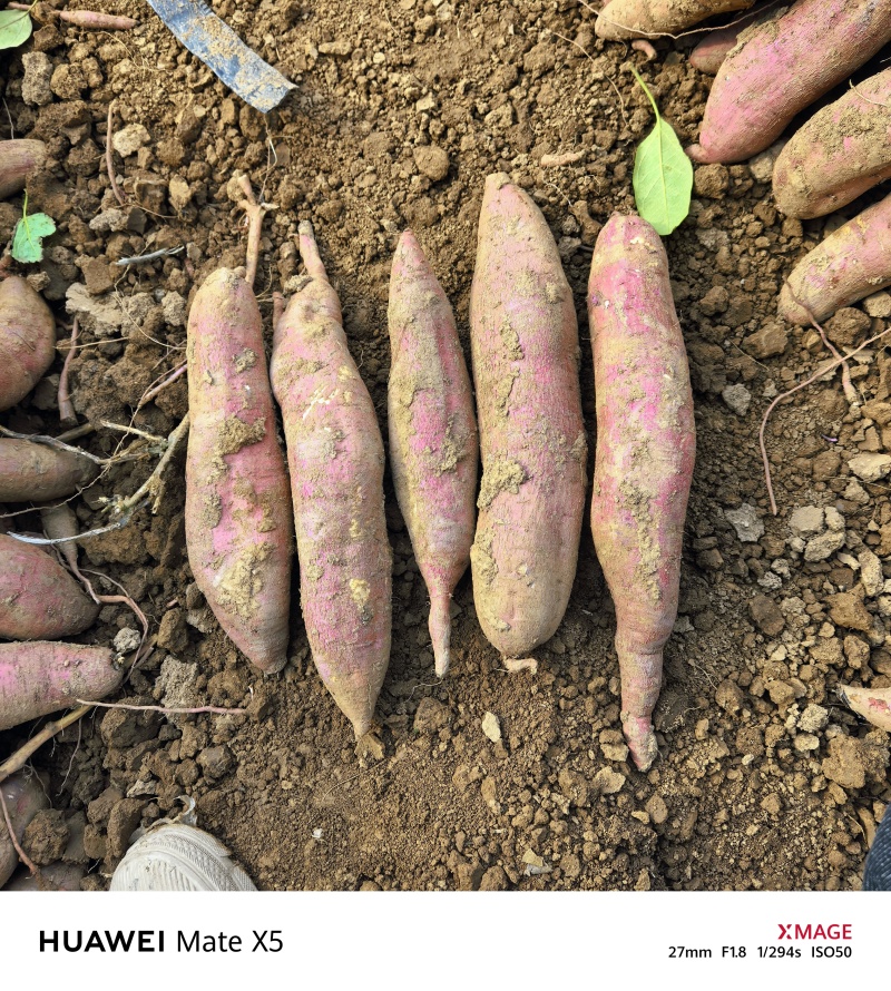 秦薯五号原种扩繁色红条直百亩方田量大