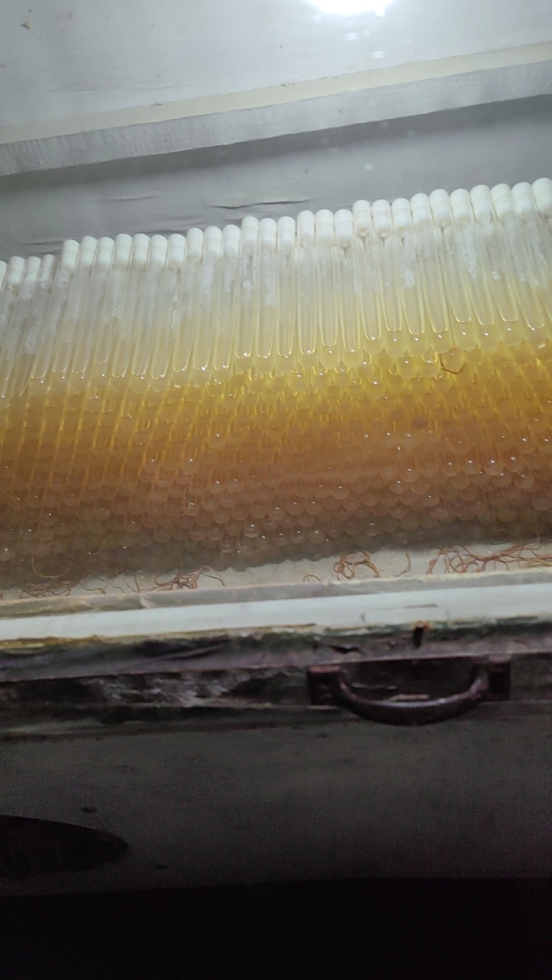 榆黄菇母种！斜面PDA培养基！18mmX180mm规格！