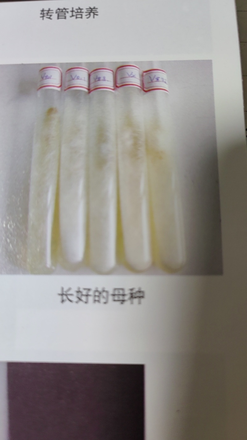 榆黄菇母种！斜面PDA培养基！18mmX180mm规格！