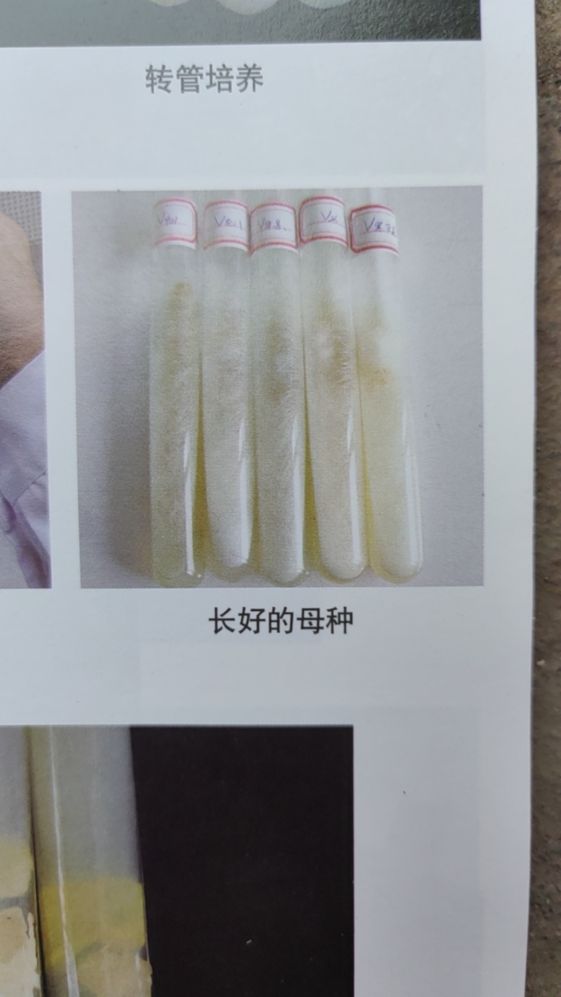 榆黄菇母种！斜面PDA培养基！18mmX180mm规格！