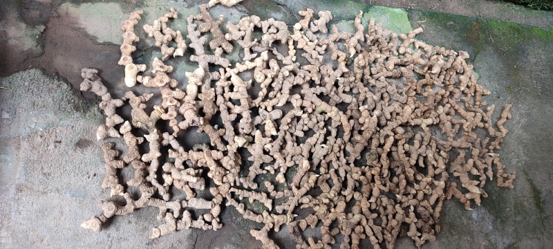黄精