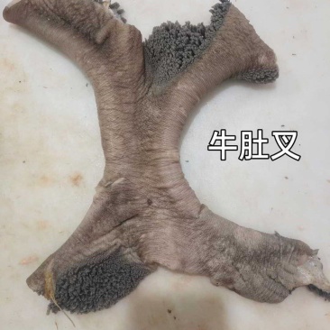 牛肚叉