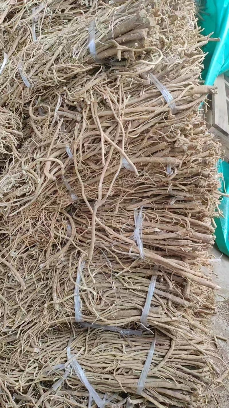 苦参，苦参根