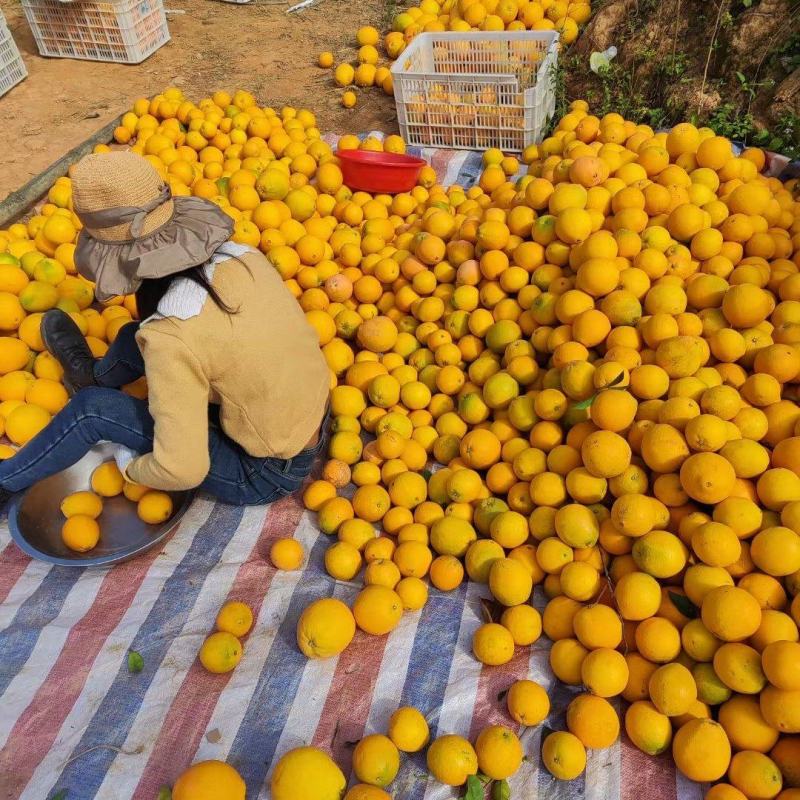 江西安远县赣南脐橙大量供货农户自种