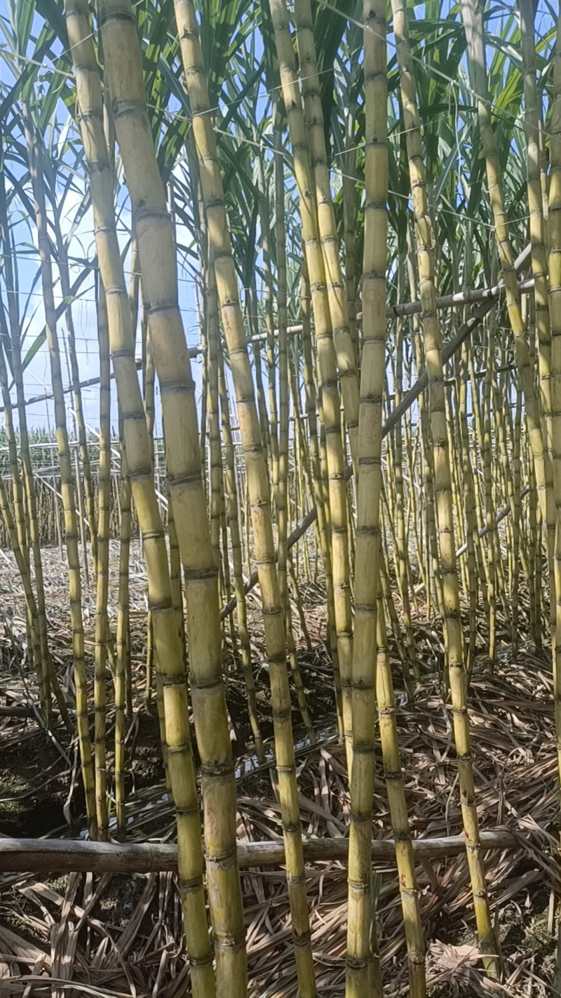 《实力商家》广东黄皮甘蔗，市场货电商货，榨汁黄皮