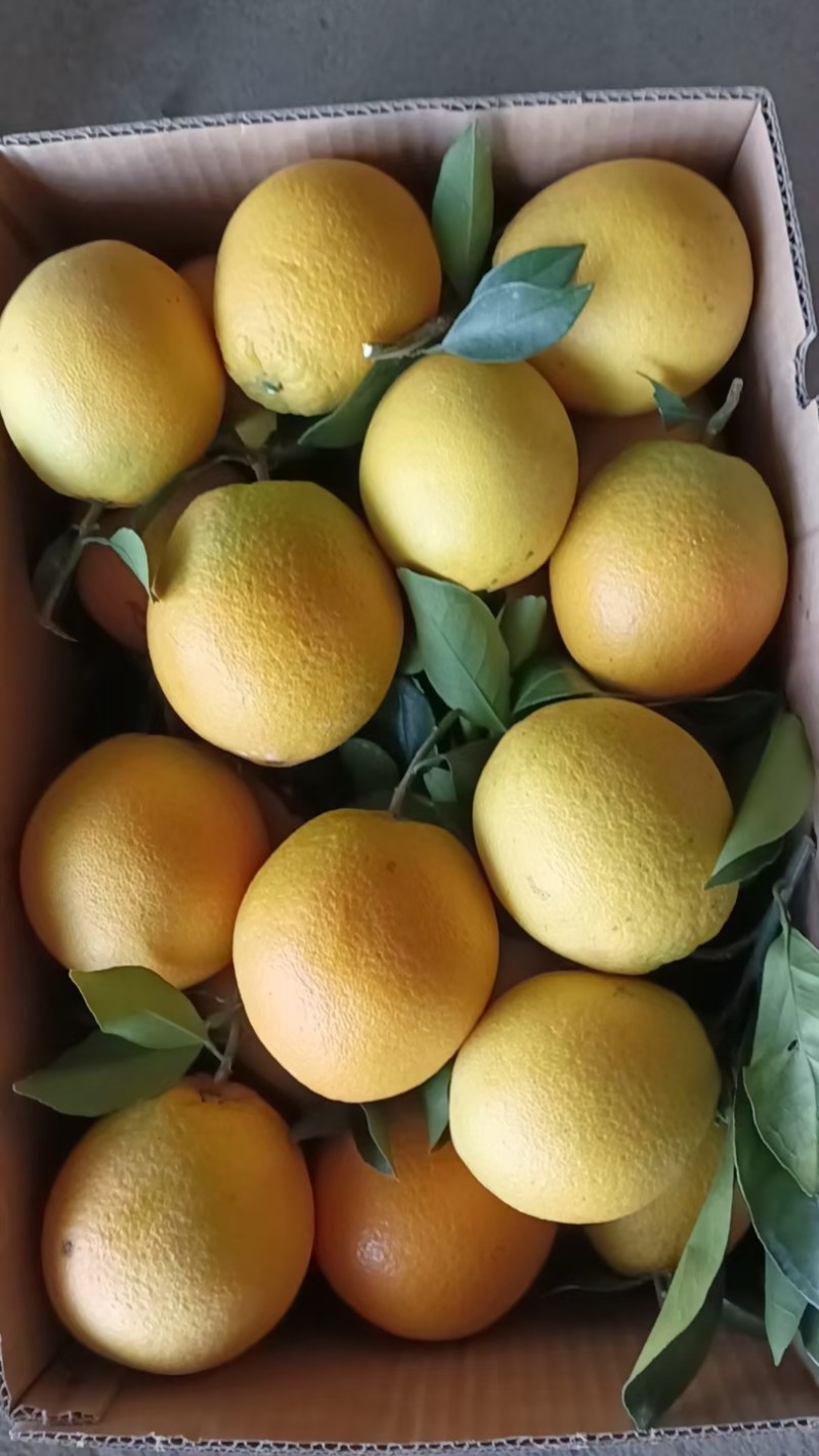 江西安远县赣南脐橙大量供货农户自种