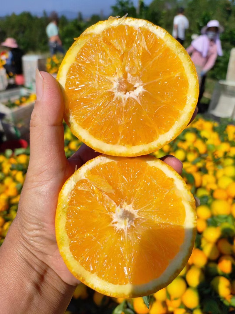 江西安远县赣南脐橙大量供货农户自种