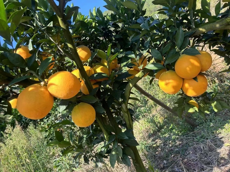 江西安远县赣南脐橙大量供货农户自种