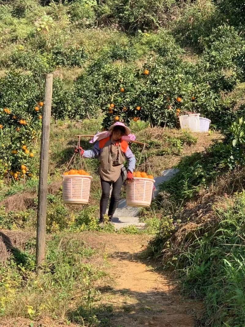 江西安远县赣南脐橙大量供货农户自种