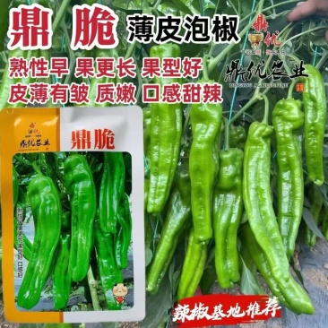 鼎脆长灯笼型早熟薄皮青椒种子皮薄质嫩口感甜辣泡椒种子春秋