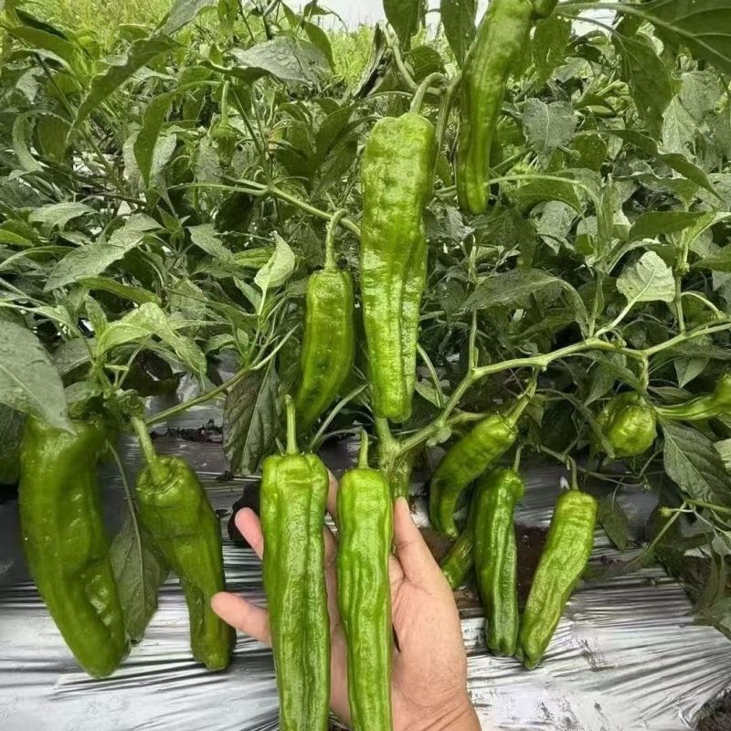 鼎脆长灯笼型早熟薄皮青椒种子皮薄质嫩口感甜辣泡椒种子春秋