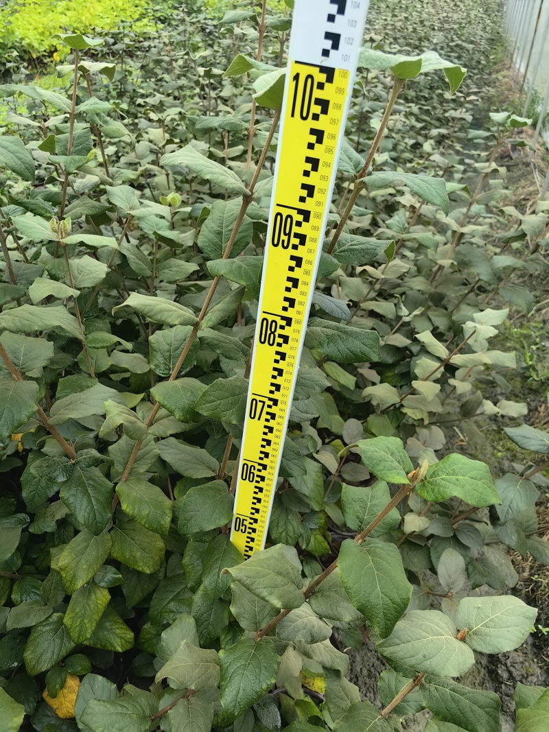 红蕾雪球木绣球基地直销量大质优价廉欢迎咨询电联