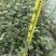 红蕾雪球木绣球基地直销量大质优价廉欢迎咨询电联