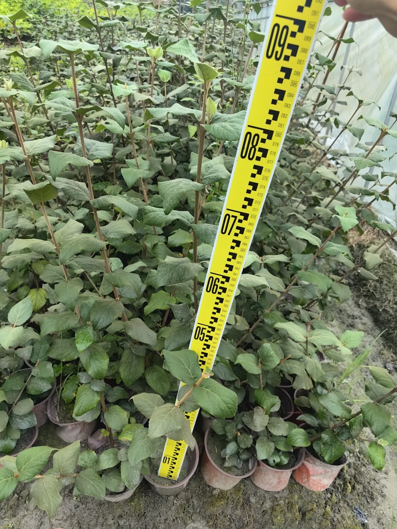 红蕾雪球木绣球基地直销量大质优价廉欢迎咨询电联