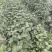 红蕾雪球木绣球基地直销量大质优价廉欢迎咨询电联