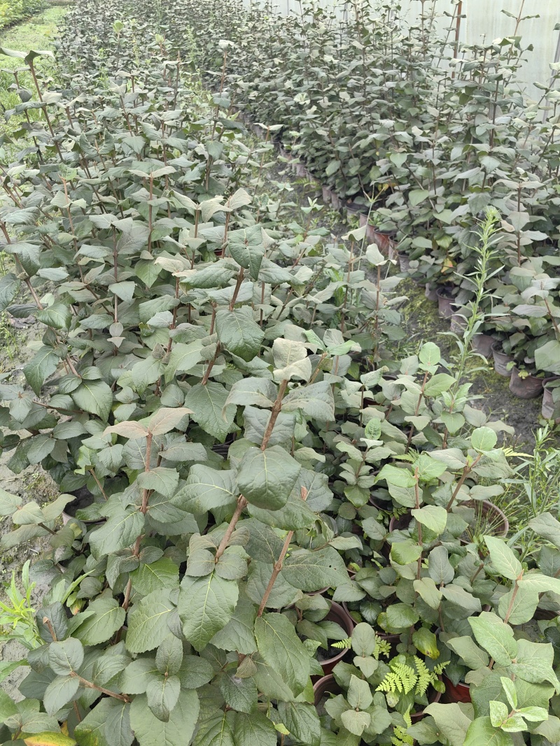 红蕾雪球木绣球基地直销量大质优价廉欢迎咨询电联