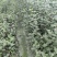 红蕾雪球木绣球基地直销量大质优价廉欢迎咨询电联