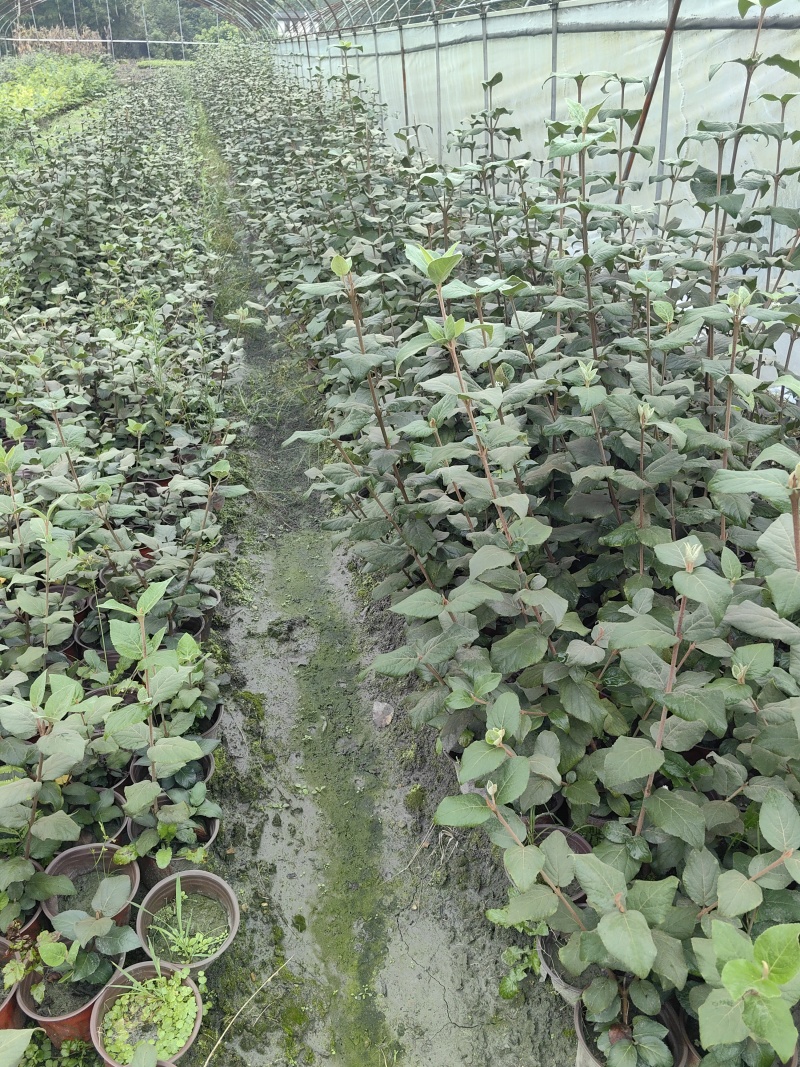 红蕾雪球木绣球基地直销量大质优价廉欢迎咨询电联