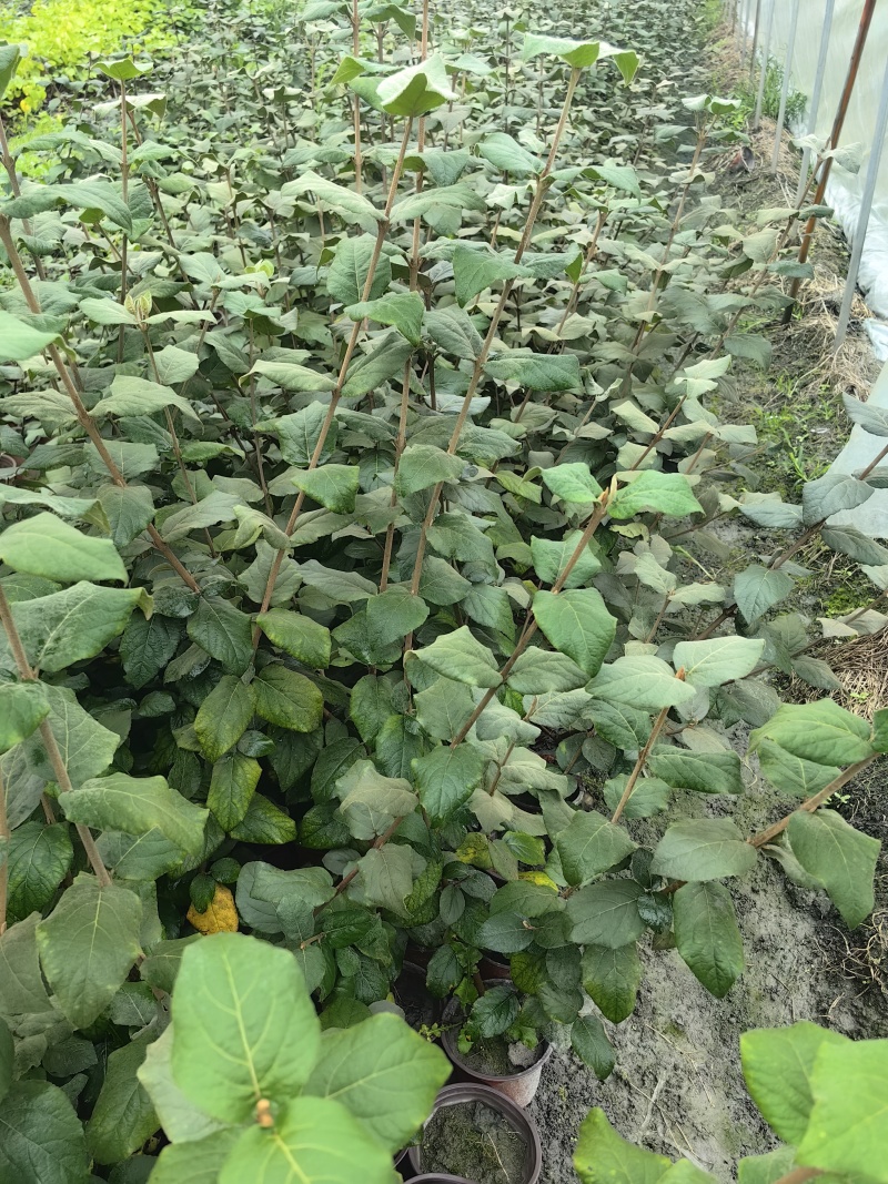 红蕾雪球木绣球基地直销量大质优价廉欢迎咨询电联