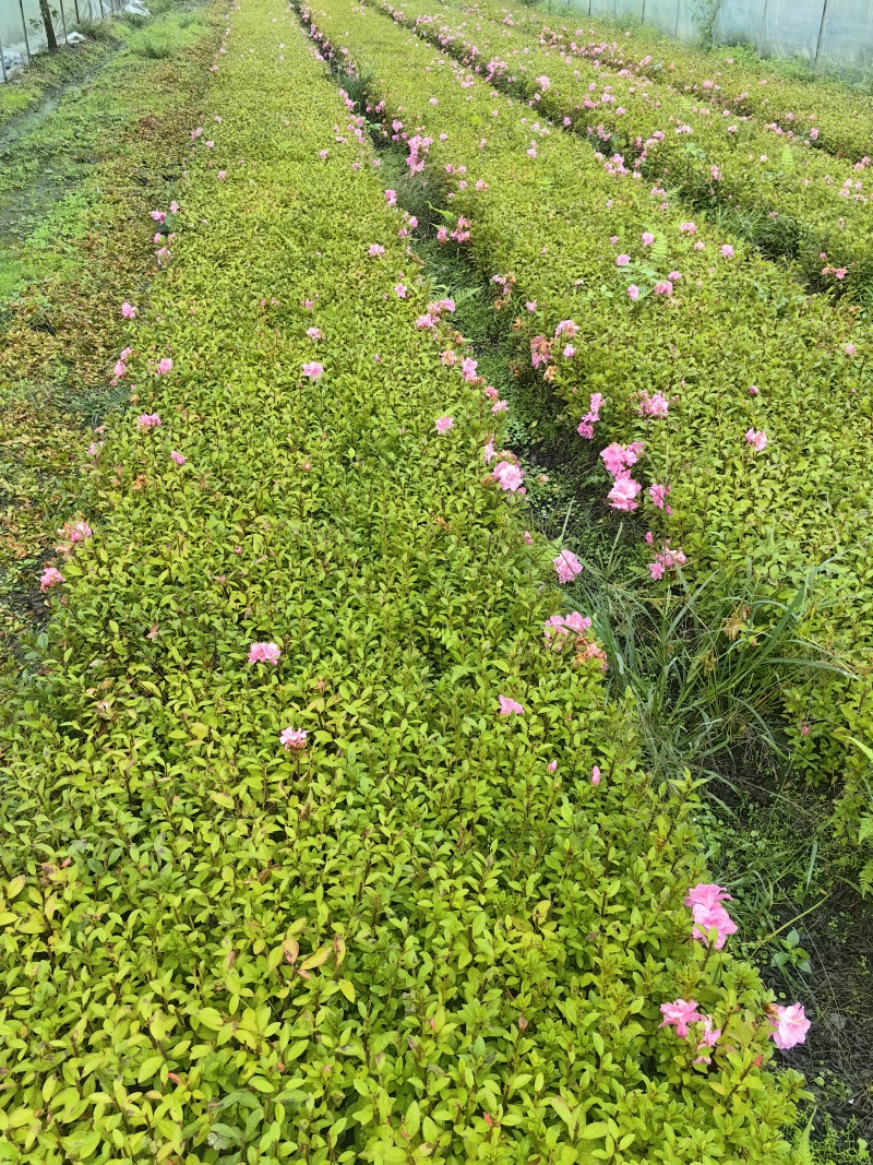 红蕾雪球木绣球基地直销量大质优价廉欢迎咨询电联