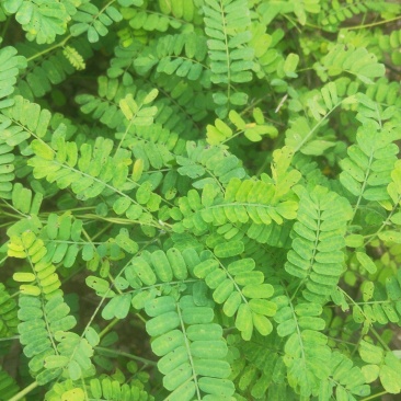 年末最后一批新鲜货了现在可以预定了