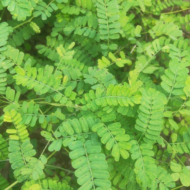 年末最后一批新鲜货了现在可以预定了