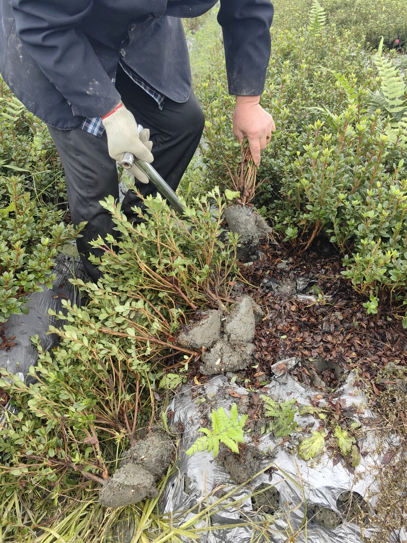 成都安酷杜鹃毛笼子基地直销量大质优价廉欢迎电联