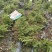 成都安酷杜鹃毛笼子基地直销量大质优价廉欢迎电联