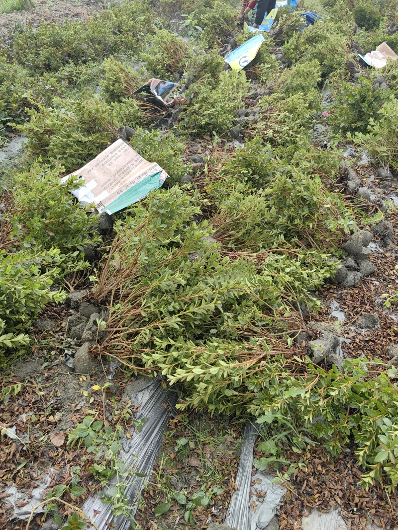 成都安酷杜鹃毛笼子基地直销量大质优价廉欢迎电联