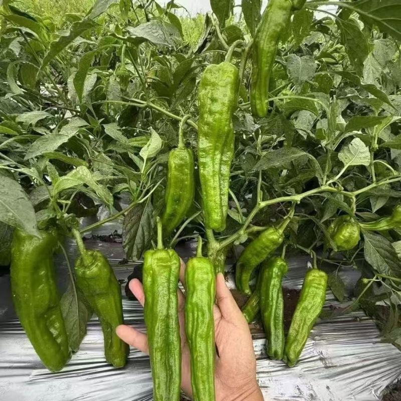 鼎脆优皮椒灯笼种子早熟薄皮泡椒青椒皮薄质辣椒种籽口感甜辣