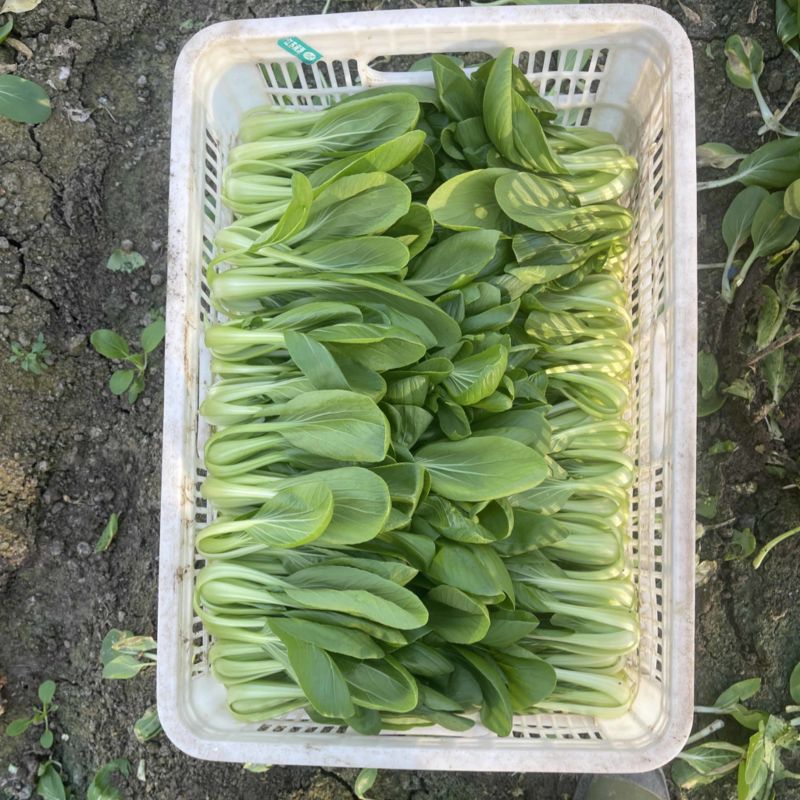 精品上海青