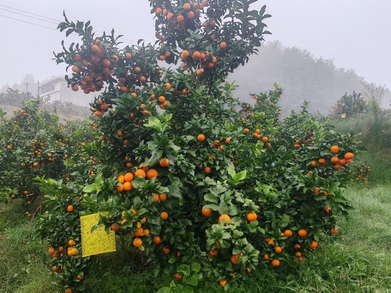 自家的现货金秋沙糖桔采摘季开始了（皮超薄无籽）