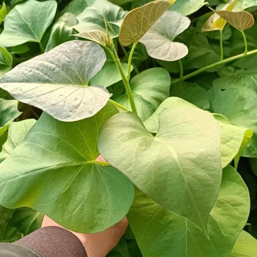 脱毒原种大田烟薯苗，烤油蜜薯型，大田苗基地直供，货源充足