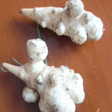 白洋姜，菊芋头，鬼子姜，洋山药！河北基地直通车！