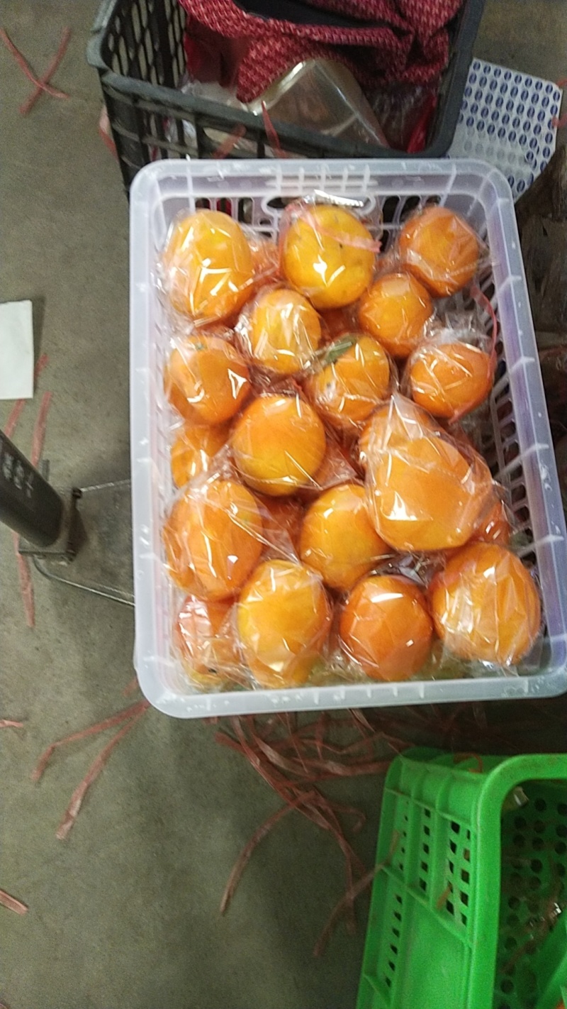 湖北枝江纯甜纽荷尔脐橙大量上市，口感甜水分好，包装齐全