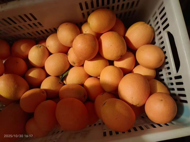 湖北枝江纯甜纽荷尔脐橙大量上市，口感甜水分好，包装齐全