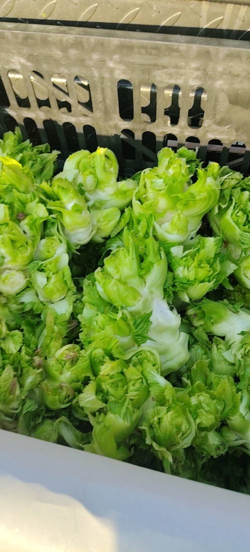 儿菜