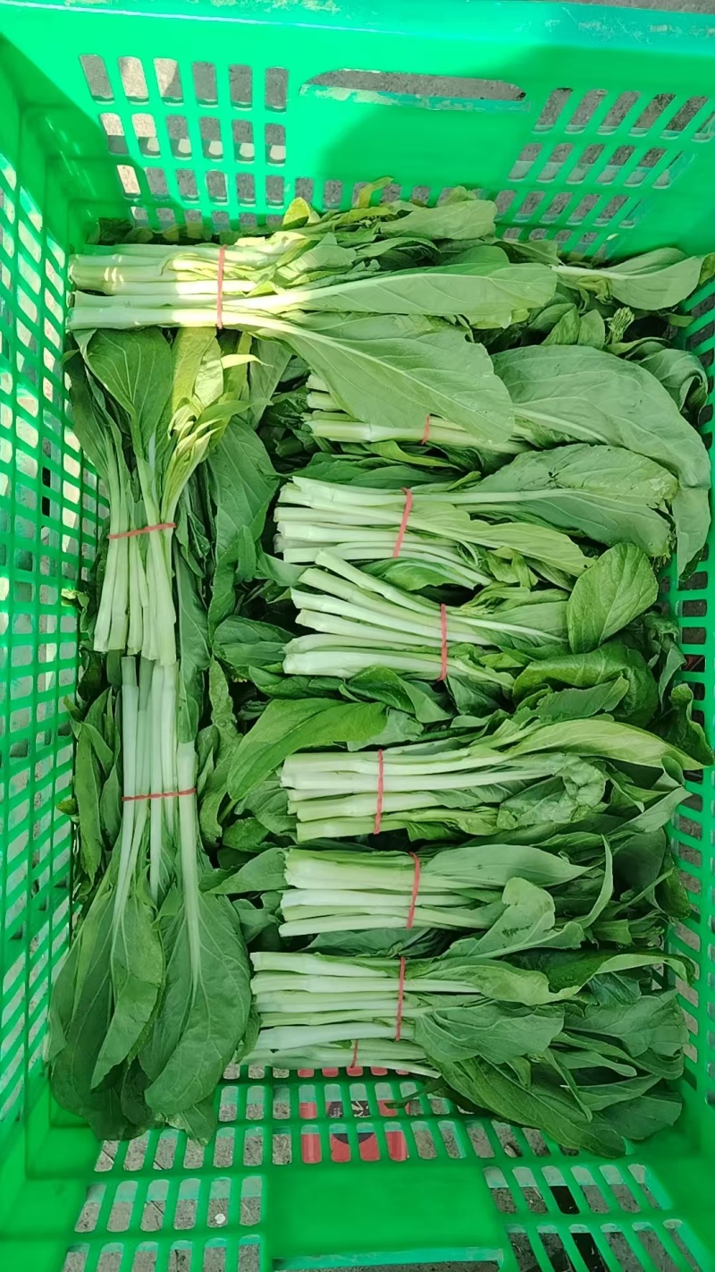 白菜苔