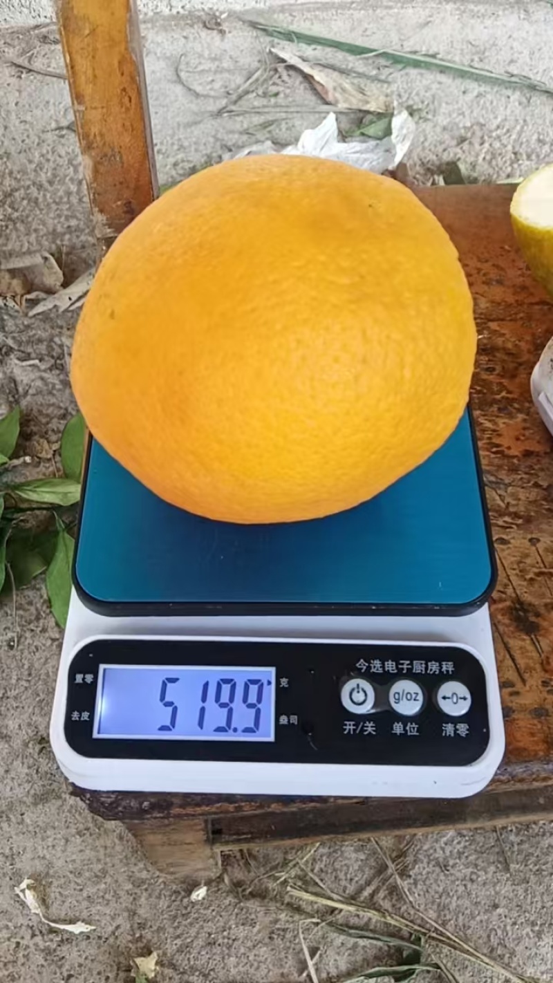 赣南早脐橙