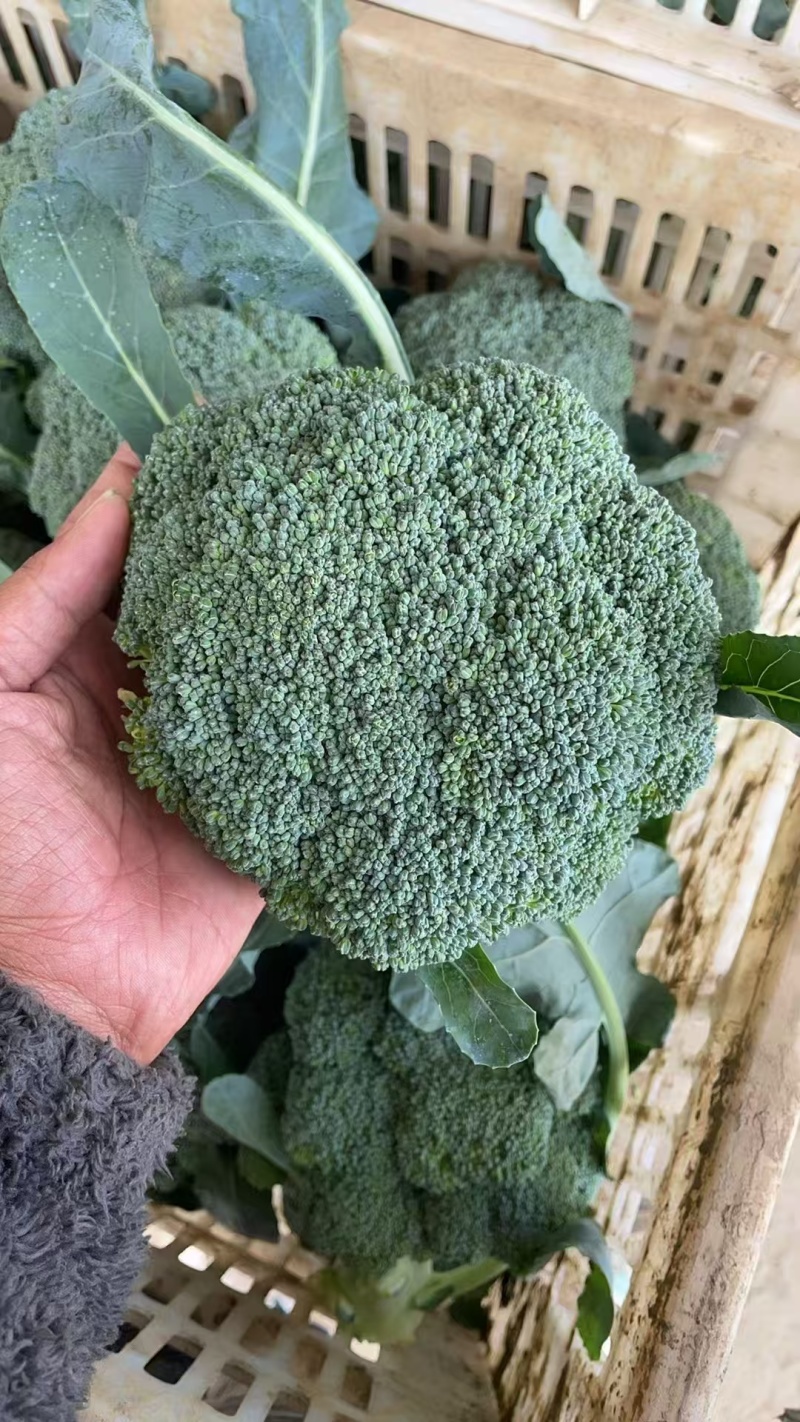 批发西兰花